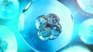 Mosaic Embryos: What Do You Need To Know?