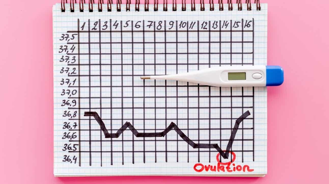 ovulation calendar chart